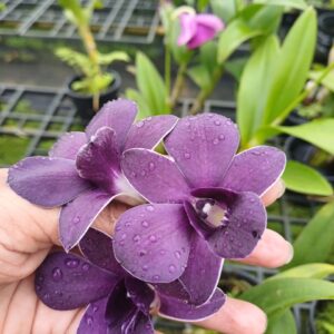 Dendrobium Airway Blue- 5 set of flowers