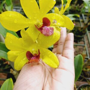 Dendrobium Thongchai Gold Pramote- 5 set of flowers