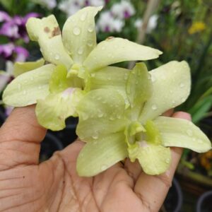 Dendrobium Aridang Green-5 set of flowers