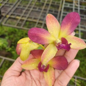 Dendrobium Gift By God- 5 set of flowers