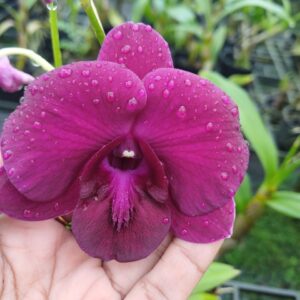 Dendrobium More Red Bertha Chong - 5 set of flowers