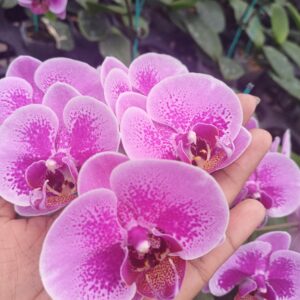 Phalaenopsis
