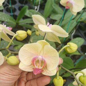 Phalaenopsis